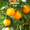Комплект 5шт / Апельсин Гамлин