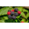 Саженец малины Кумберленд (Kumberlend) (Черная)