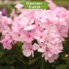Саженцы флокса Пинки Хилл (Pinky Hill ) -  комплект 5 шт.