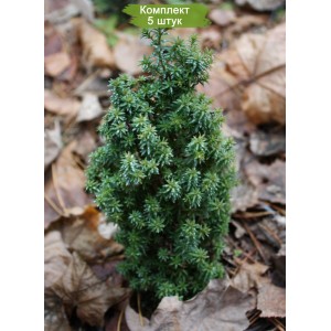 Сеянцы кипарисовика Туевидного (до 20 см) -  комплект 5 шт.