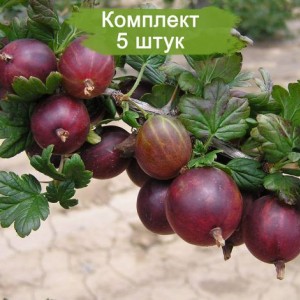 Саженцы крыжовника Гулливер -  комплект 5 шт.
