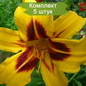 Саженцы лилейника Бонанза (Bonanza ) -  комплект 5 шт.