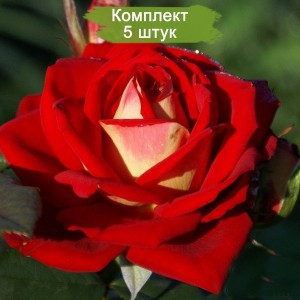 Саженцы чайно-гибридной розы Френдшип (Friendship) -  комплект 5 шт.