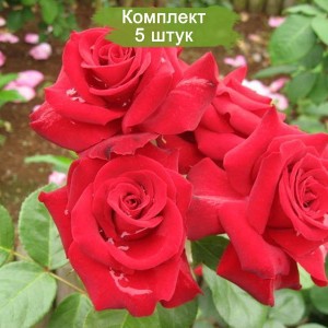 Саженцы розы флорибунды Никколо Паганини (Niccolo Paganini) -  комплект 5 шт.