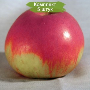 Саженцы яблони Июльское Черненко -  комплект 5 шт.