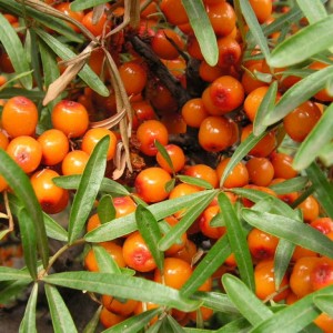 Саженец облепихи Подруга