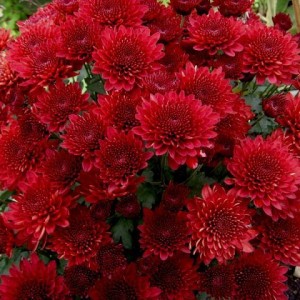 Саженец хризантемы мультифлора Бранхил Ред (Branhill Red) бордовая