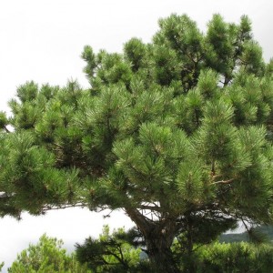 Саженец сосны Крымской 60-100 см
