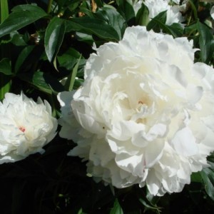 Саженец пиона A. E. Kunderd (А. Е. Кундерт )