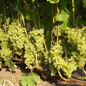 Саженец винограда Алешенькин (Ранний/Белый)